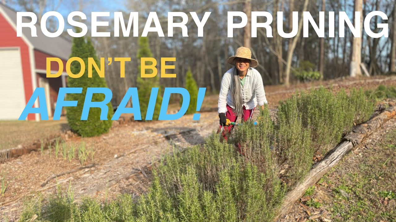 How I Prune Rosemary🌿You Can Successful Do It Too!