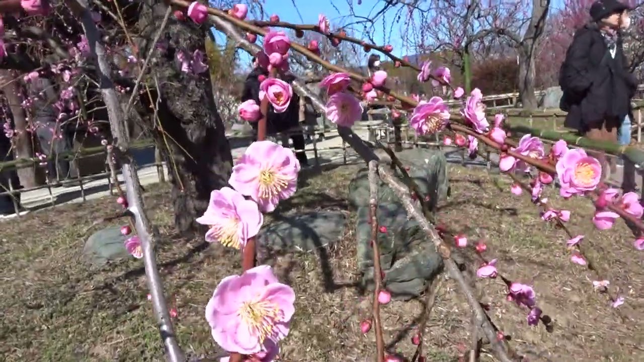 万博記念公園ｳﾒその２２～５５　令和８年２月１７日（火）その２２～５５ムービーショー