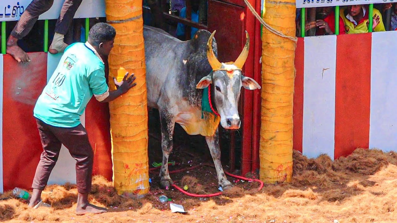 Nallammanayakkanpatti Jallikattu 2026 Videos 03 | நல்லம்மநாயக்கன்பட்டி ஜல்லிக்கட்டு 2026 Videos 03