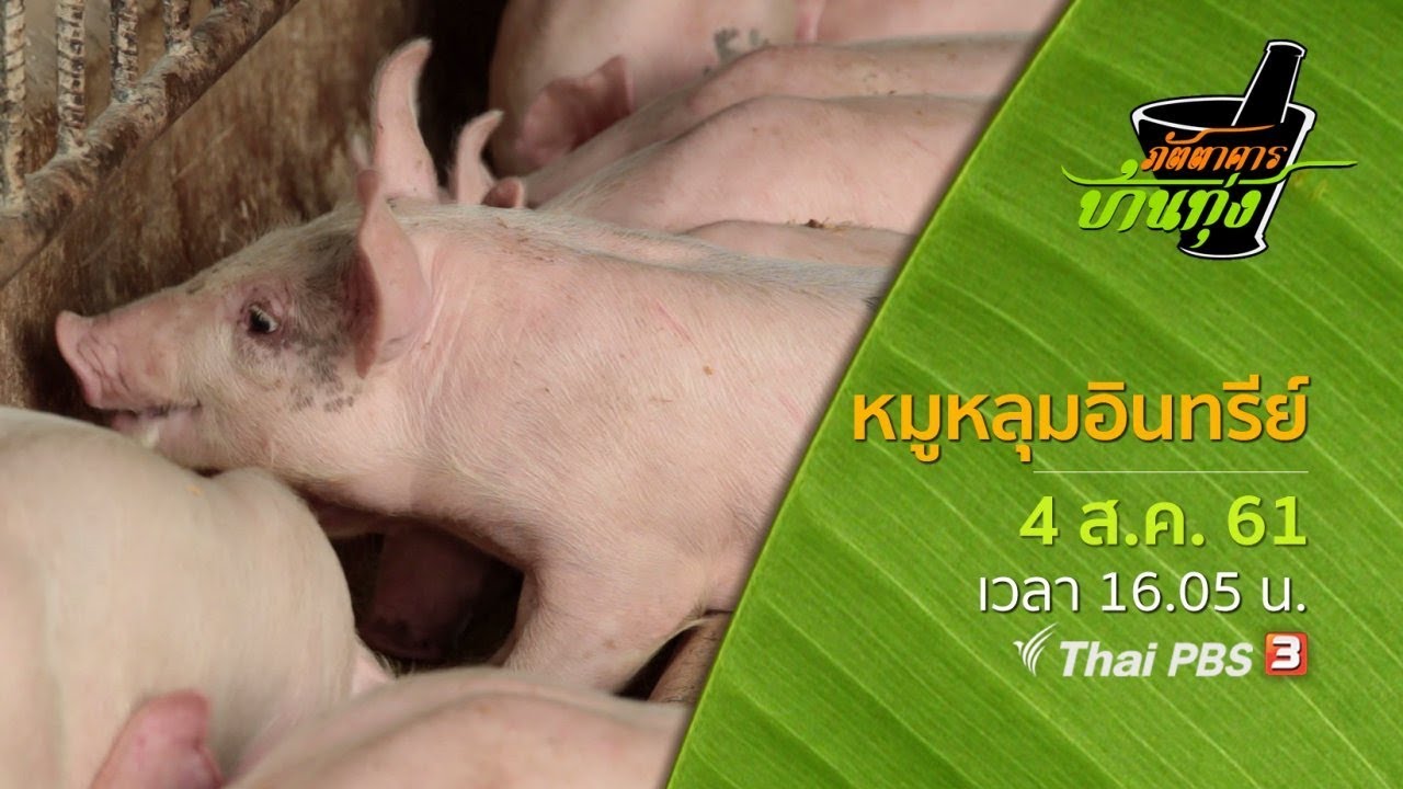 ภัตตาคารบ้านทุ่ง : หมูหลุมอินทรีย์ (4 ส.ค.61)