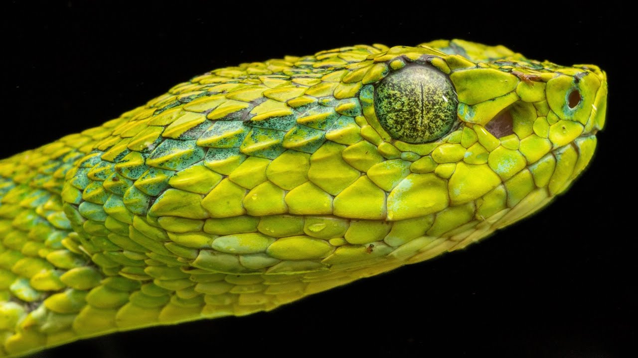 Herping the Cloud Forests of Honduras in Search of Rare Green Vipers!
