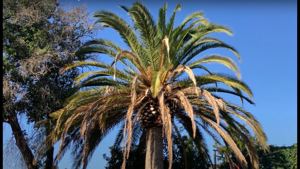 Fusarium Disease in Canary Palms