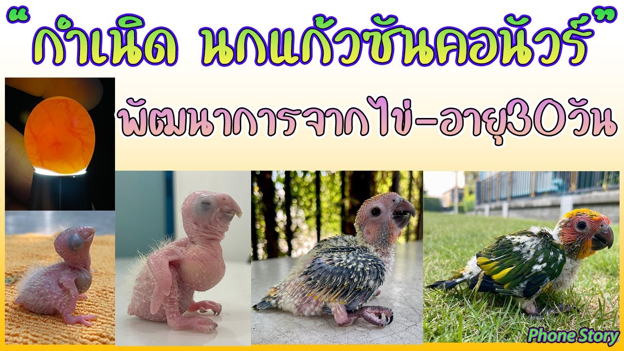 Рождение попугая-красавки: развитие из яйца — 30 дней