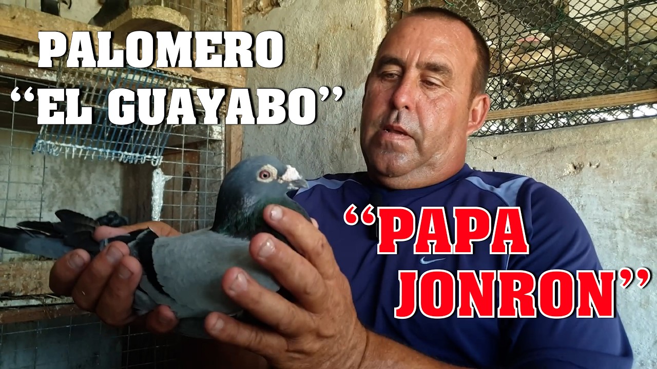 PALOMAR DEL GUAYABO. COLOMBOFILIA en MATANZAS.