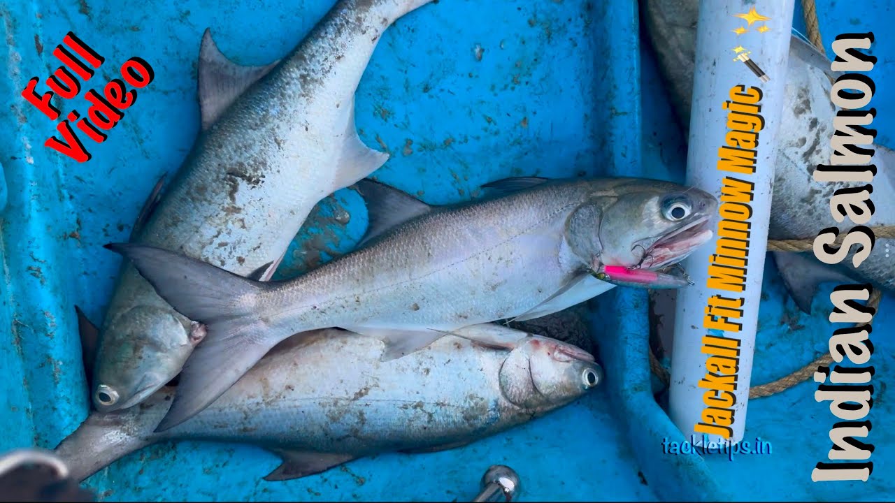 Full Video:THREADFIN SALMON BEAST! Catch on Shimano LureMatic Light Rod & Jackall Fit Minnow