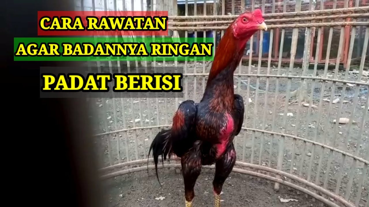 Cara Rawatan 4yam Peliharaan Kita  Agar Badannya Ringan Padat Ber151
