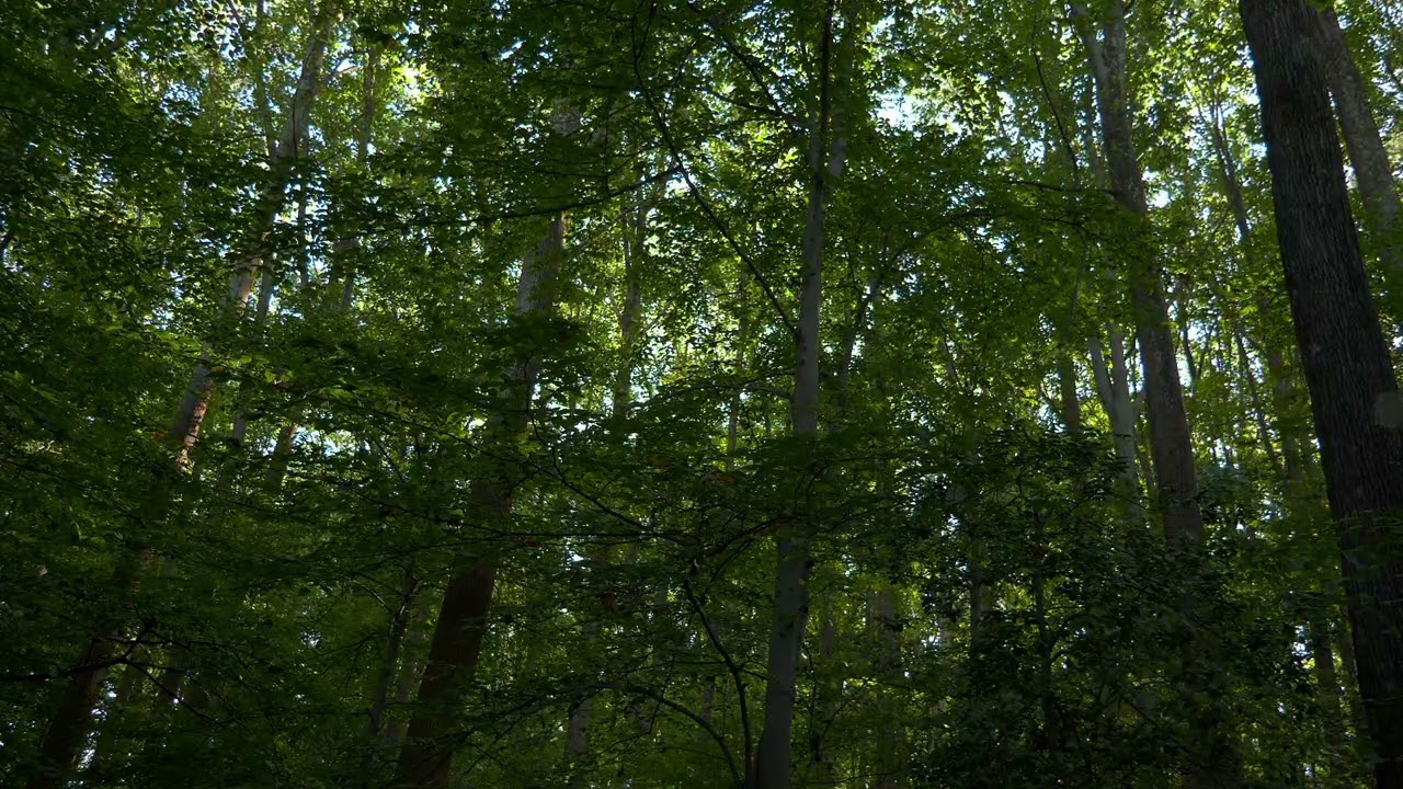 5 Hours of Windy Forest Ambience for Solitude