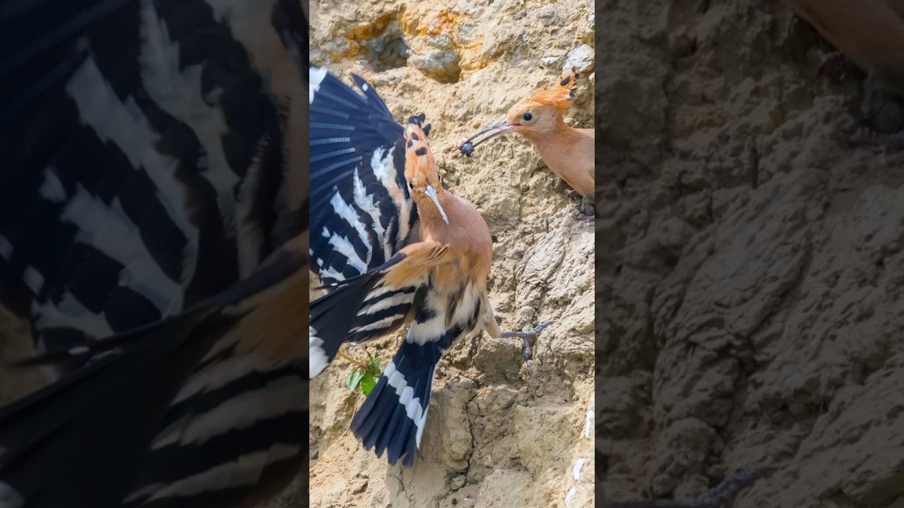 ➡️ Defending with Poop Bombs!? &ndash; The Bizarre Tactic of the Hoopoe #UpupaEpops