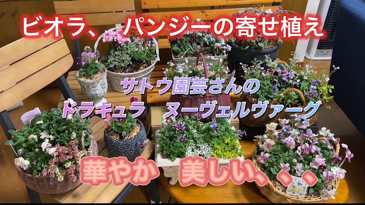 【サトウ園芸パンジーの寄せ植え】華やか、可愛い、素敵な寄せ植え💓ドラキュラ、ヌーヴェルヴァーグなどなど