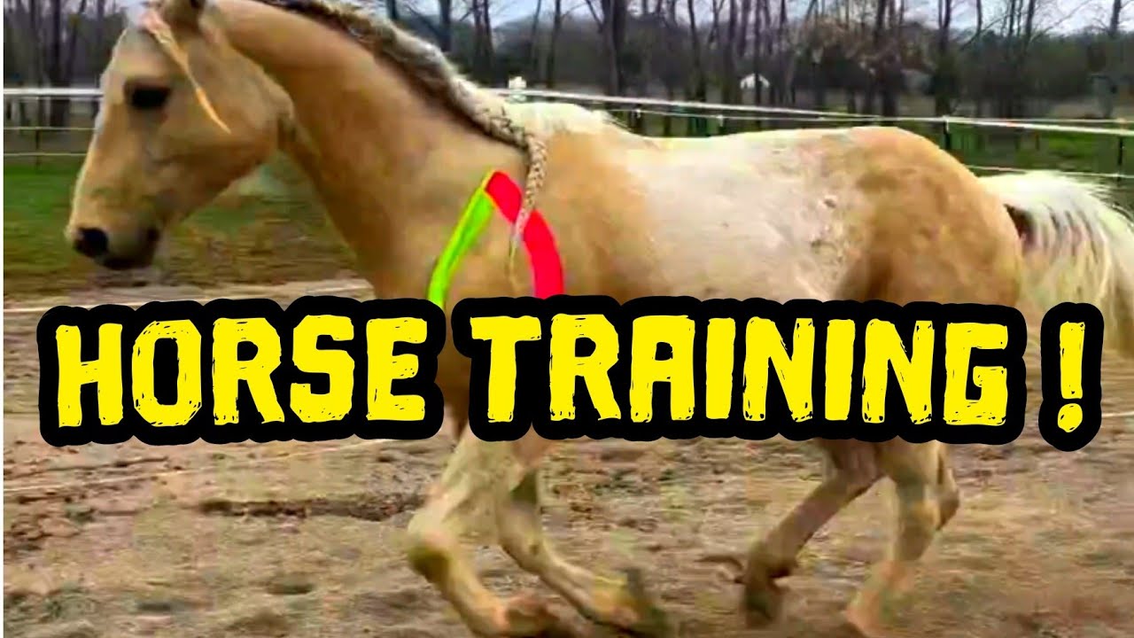 power horse | training🐎🐴 | #horse #horseriding #horses #viral #animals #youtube #youtubevideos