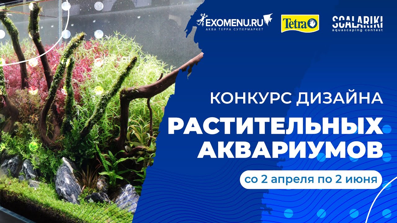 Вы его ждали! Scalariki Aquascaping Contest 2021. Конкурс растительных аквариумов