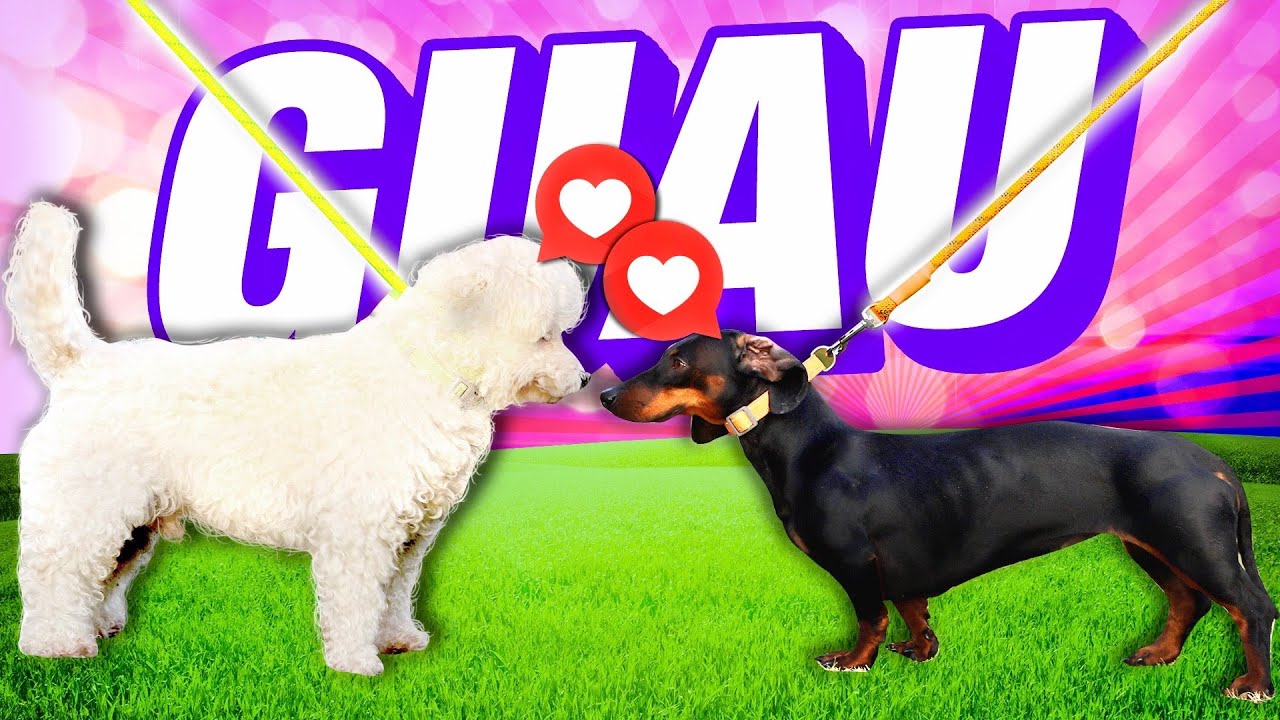 Conozco a la NUEVA Integrante de RULÉS 🐶 ¿COMO SE LLAMA?