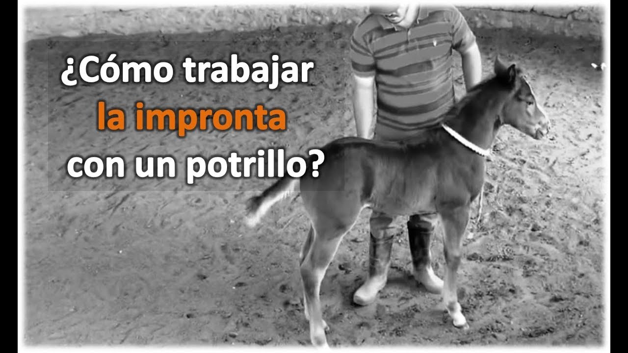 #SoyLeyenda - v1 ¿Como trabajar con un potrillo de 5 meses? How to work on a foal of 5 months?