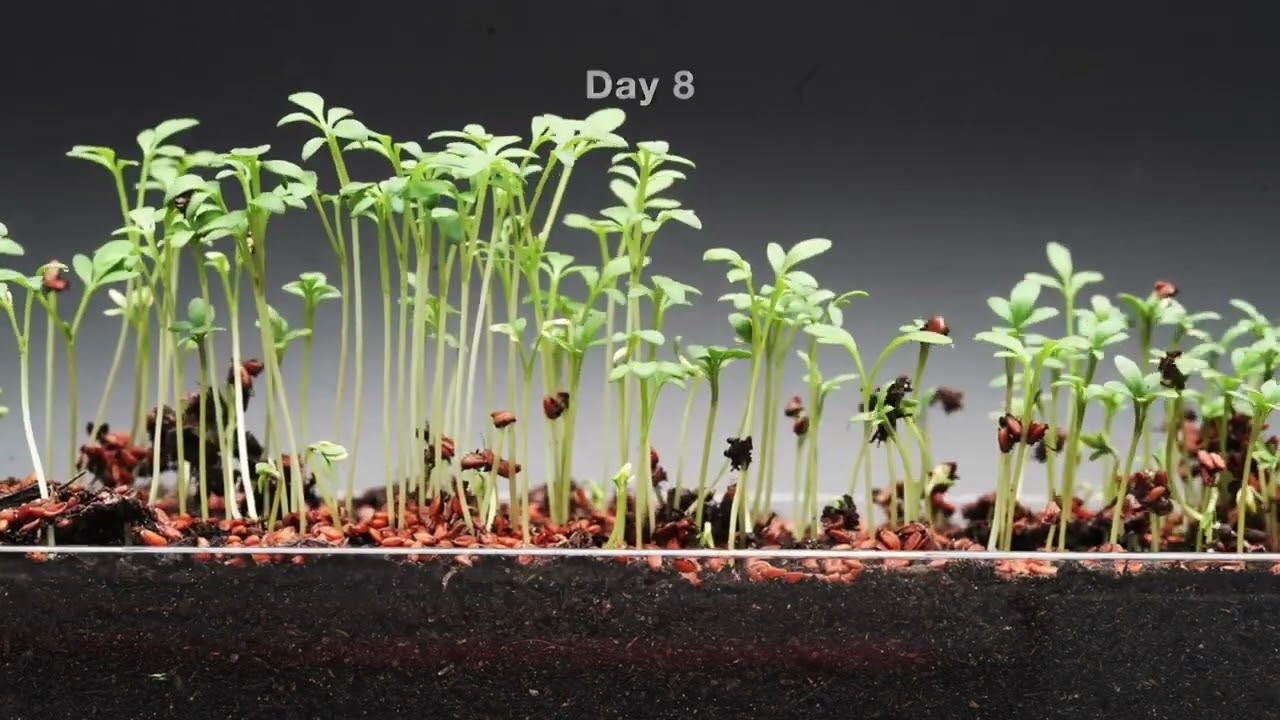 Amazing Microgreens Time-Lapse Compilation 🌱 Watch 68 Days of Growth in Minutes