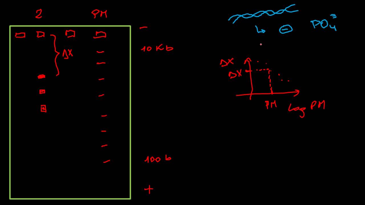 Electroforesis en gel de Agarosa