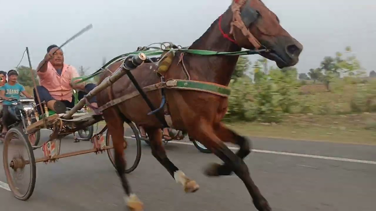 CHURU horse race 🐴 30/10/ 2025 15km. Ki race sardarshahar me sakir bahi sardarshahar winner 