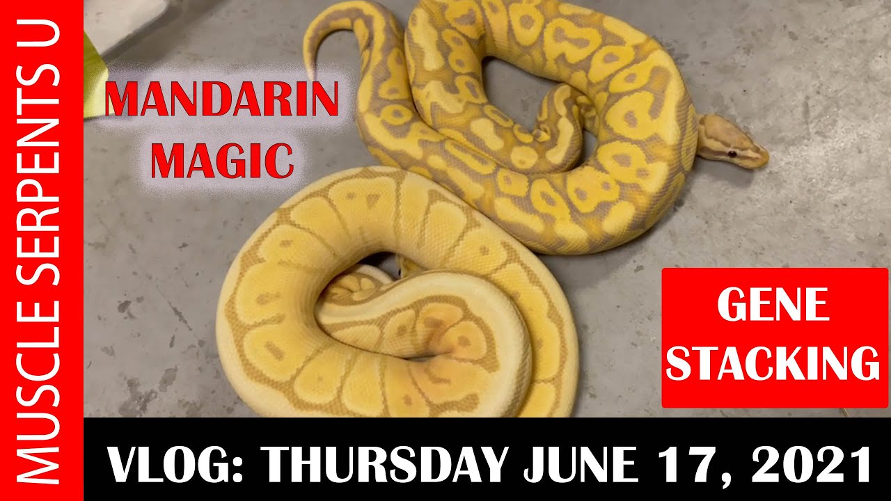 MANDARIN GENE STACKING!  6-17-21