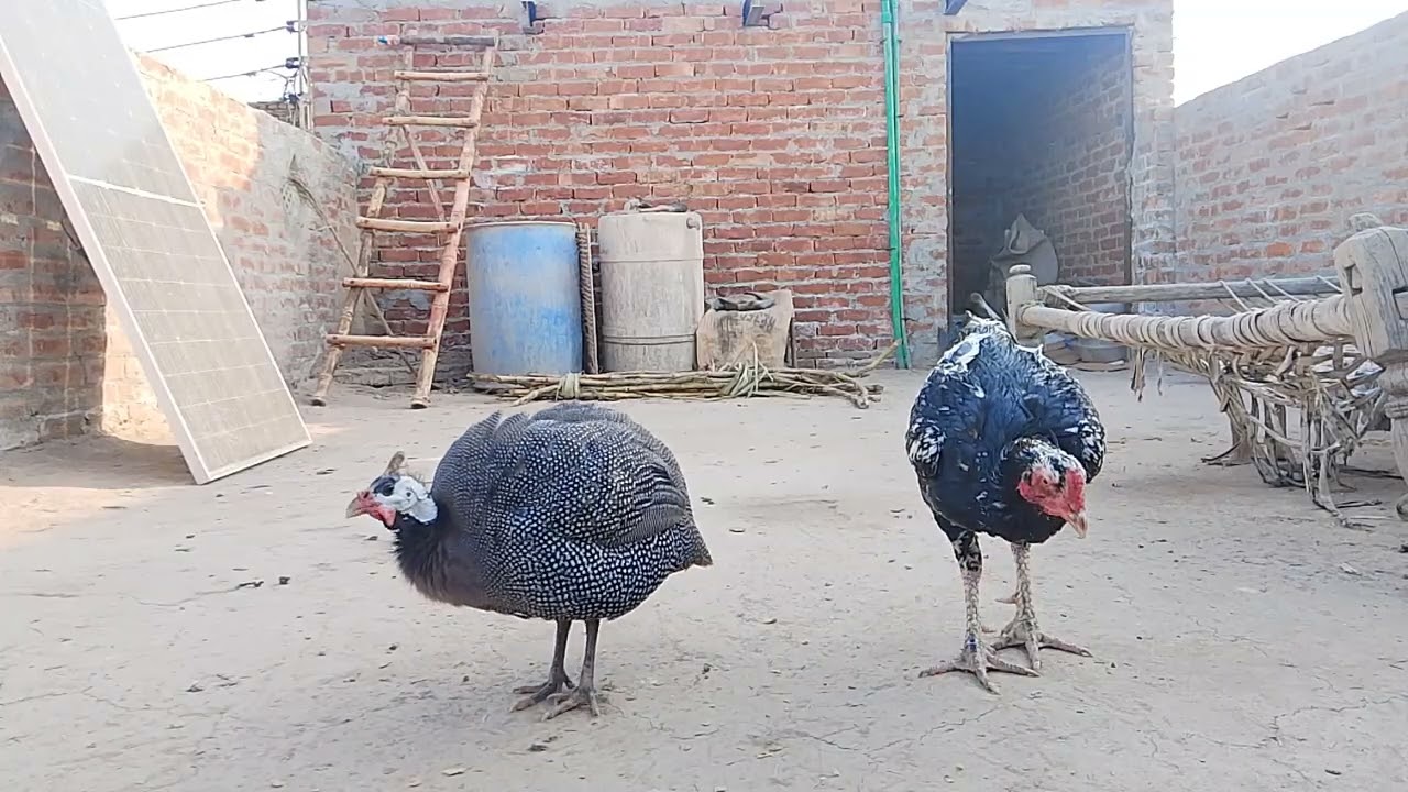 My shoke 