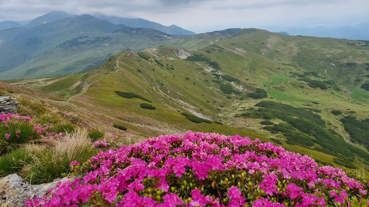Bujori de munte ( Rododendron) - Varful Gargalau 2159 m din muntii Rodnei.