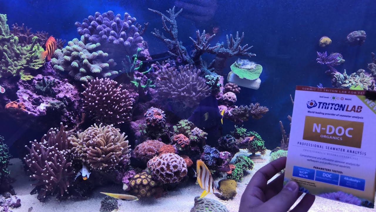 Mi Primer ICP y N-DOC de Triton! The Coral Supplies