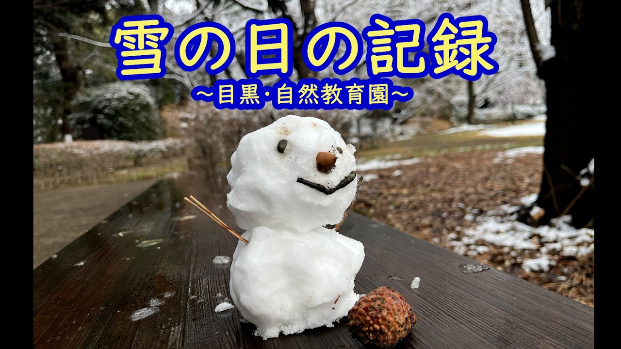雪の日の記録～目黒・自然教育園～