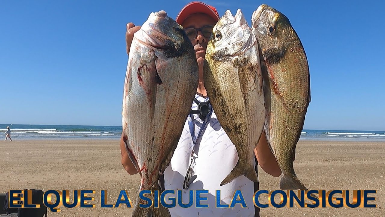 PESCA SURFCASTING EL QUE LA SIGUE CONSIGUE LAS DORADAS