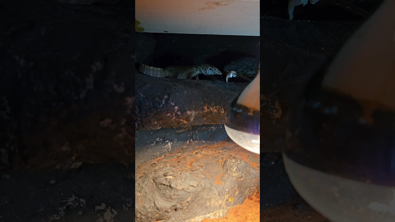 Socjalizacja Warana Nilowego 🦖