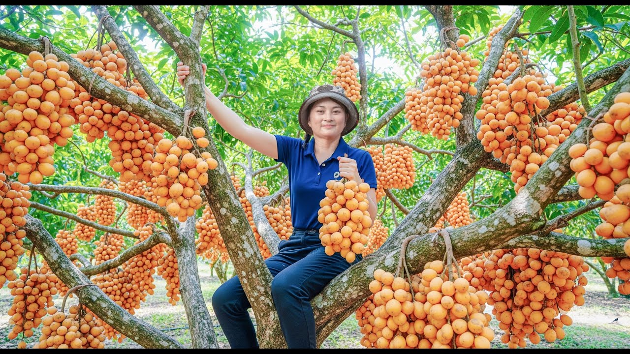 100 Days to Harvest 1,000kg of Rare Wild “Dau Da” Fruit to Sell at the Market | Lucia Daily Life