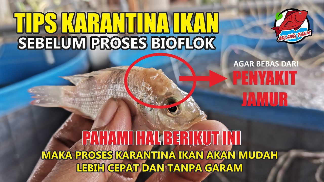 CARA KARANTINA BIBIT IKAN NILA BIOFLOK - CEPAT DAN MUDAH!