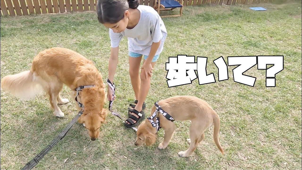 【ゴールデンレトリバー仔犬】初めてのデイキャンプでお姉ちゃん達と散歩の練習してみた