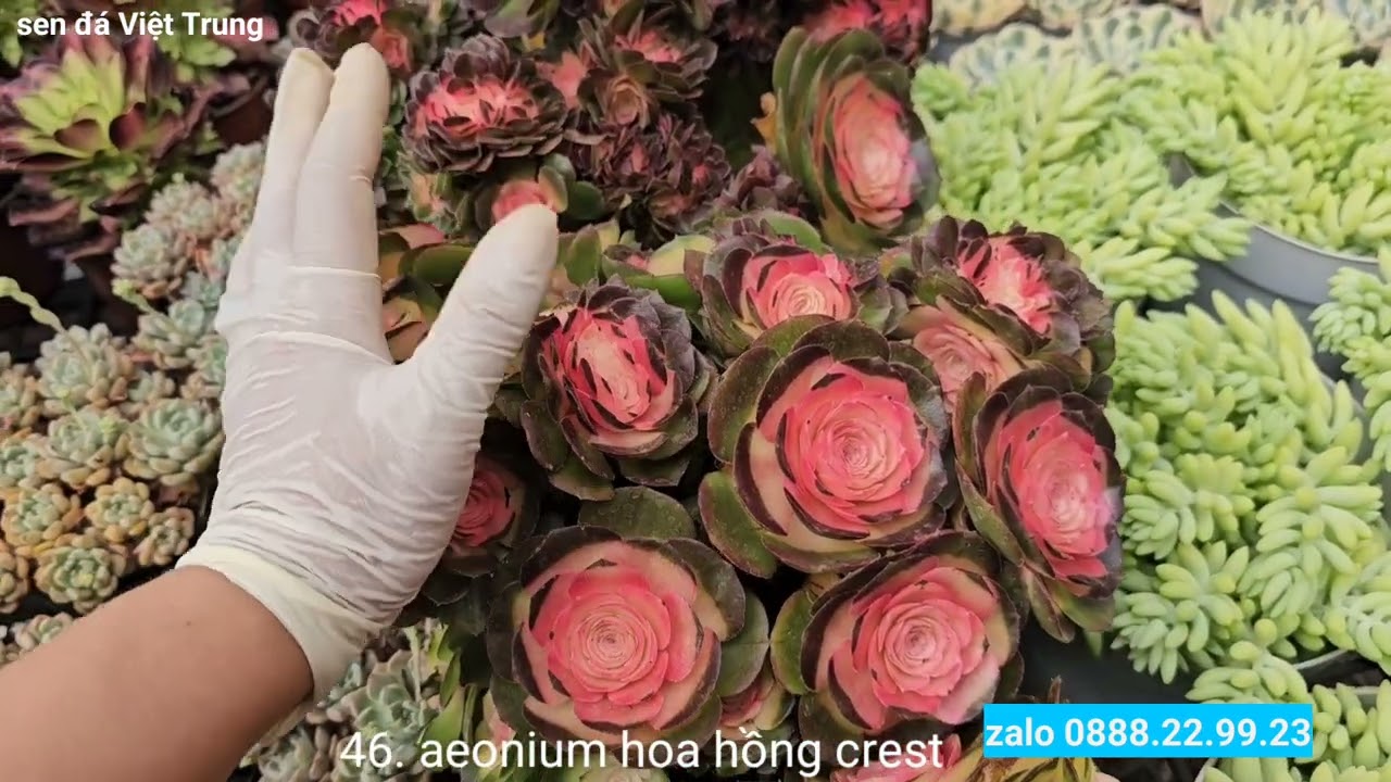 11.03.2025 sen đá aeonium các loại, thụ đến var và crest, video dành riêng cho các fan aeonium