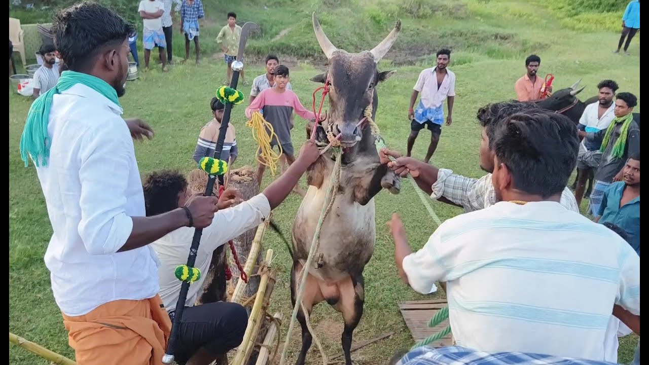 Jallikattu 2024 | ஜல்லிகக்ட்டு2024ல் பயிற்சி எடுக்கும் காளைகள் மற்றும் Videos