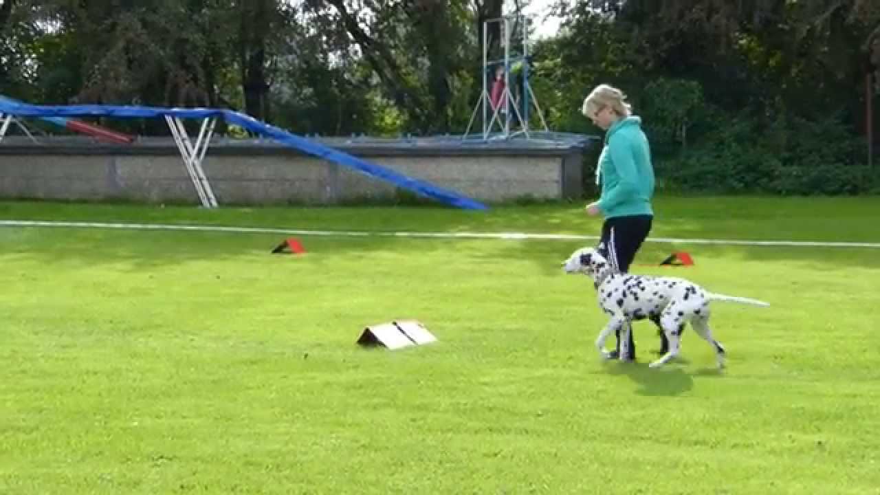 Rally-Obedience Turnier in Radebeul - Dalmatiner Anila, Beginner