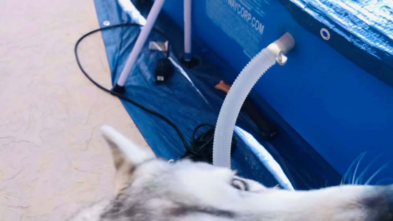 My husky Diva loves her bones. VOLUME UP! #husky #dog #bone #scream