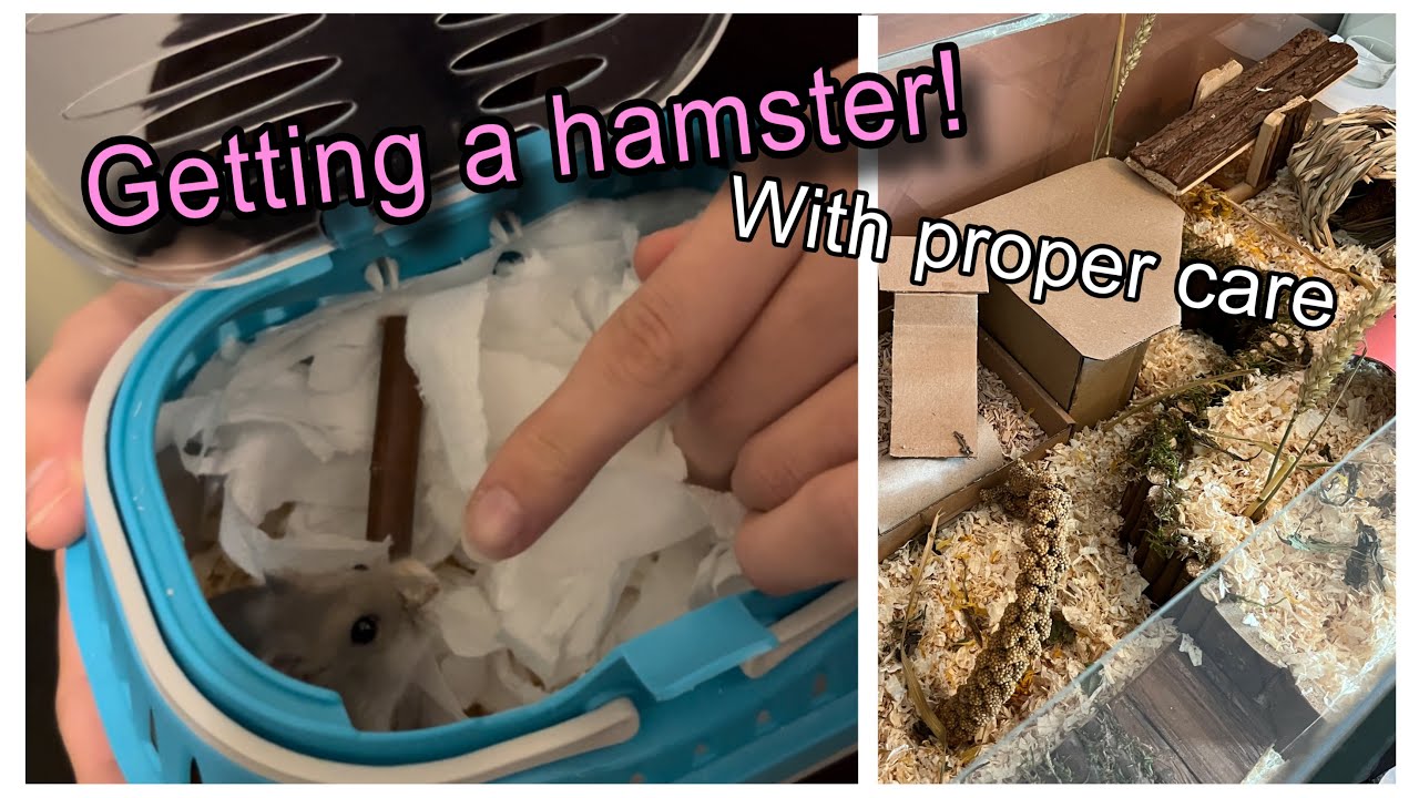 Getting a hamster! Shopping, setting up the enclosure & more 💕