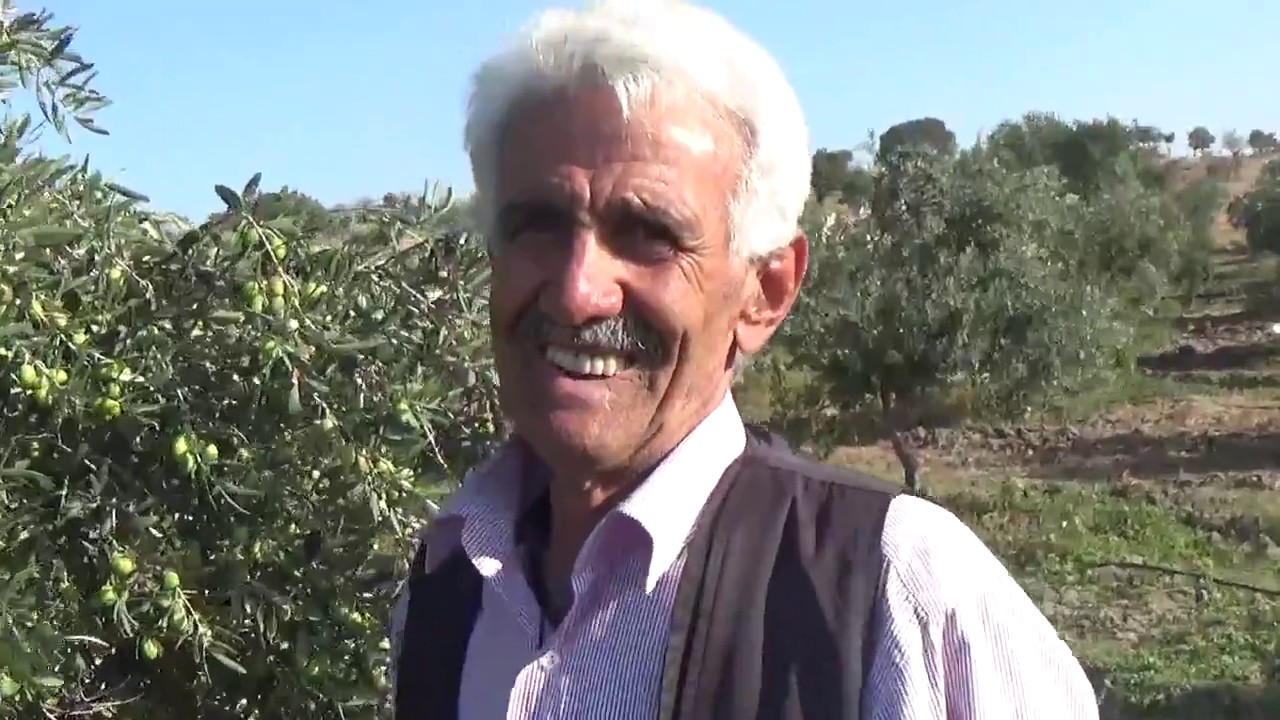 Dikili  Demirtaş - Gemlik Zeytin Ağacında Verim - Bakım - İri Tane - Kılcal Kök Derinliği