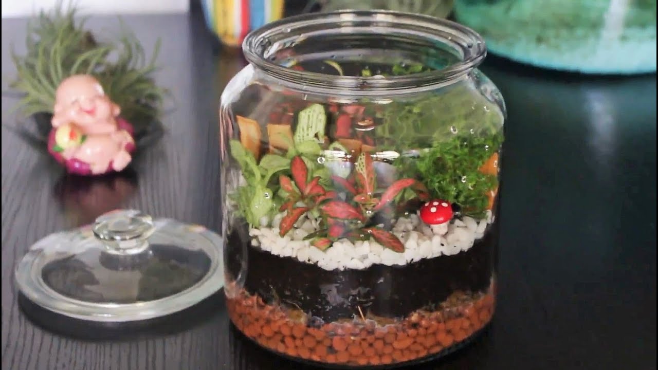 Fittonia in a Jar | DIY Terrarium | Indoor garden