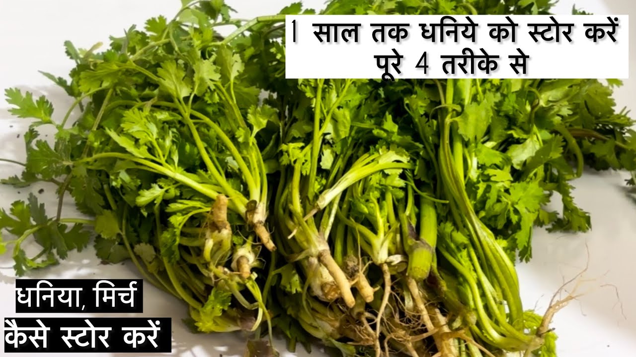 बिना फ्रिज के एक साल तक स्टोर करें हरा धनिया आसान तरीके के साथ | How to store coriander leaves 