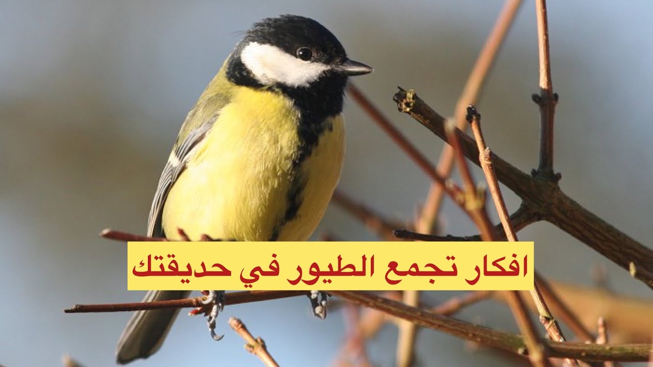 فكرة لجذب طيور الزينة