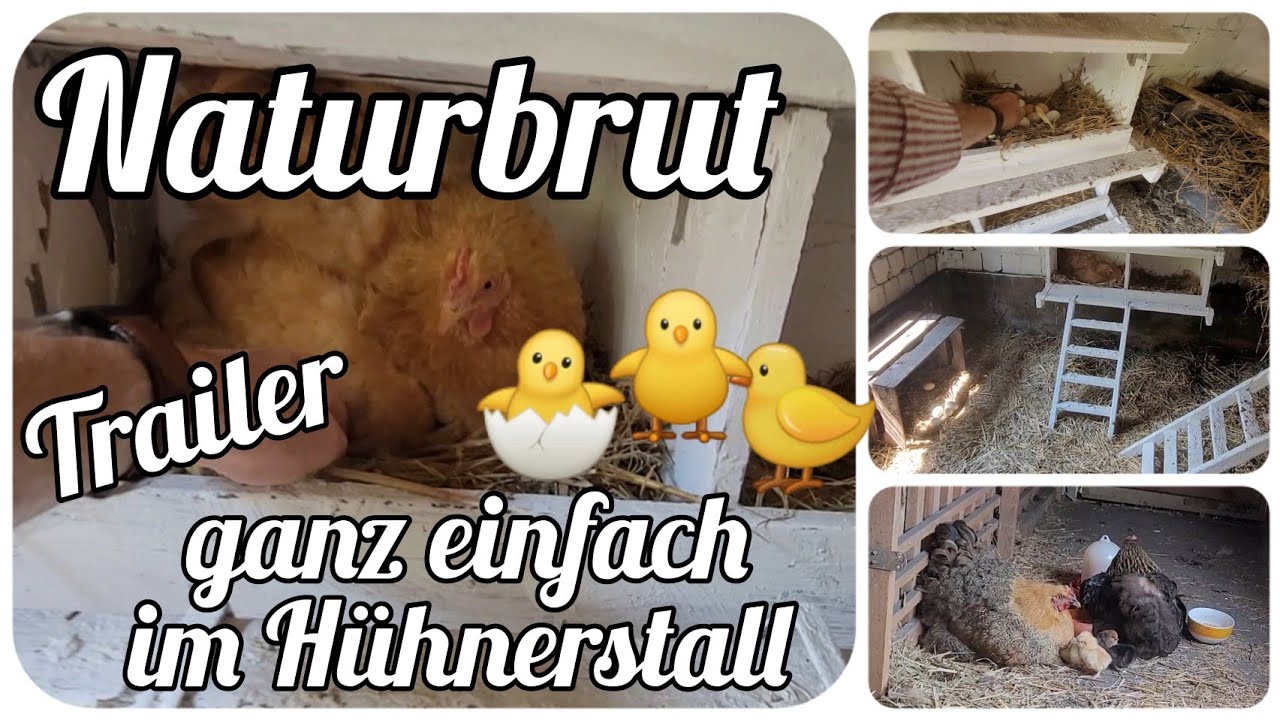 Naturbrut 🐣 K&uuml;ken ganz einfach im H&uuml;hnerstall ausbr&uuml;ten lassen 🐥