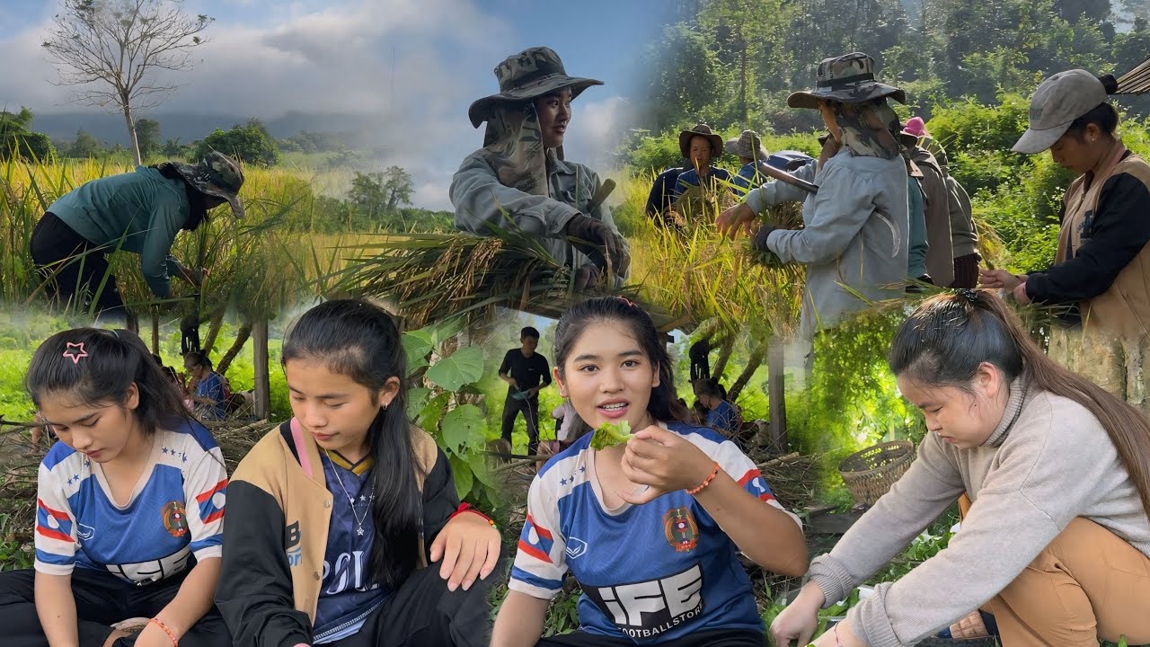 เกี่ยวข้าวที่นาน้องฟาร์ม ปีนี้น้องหมั้น#สาวเผ่าอิวเมี่ยนมาช่วย