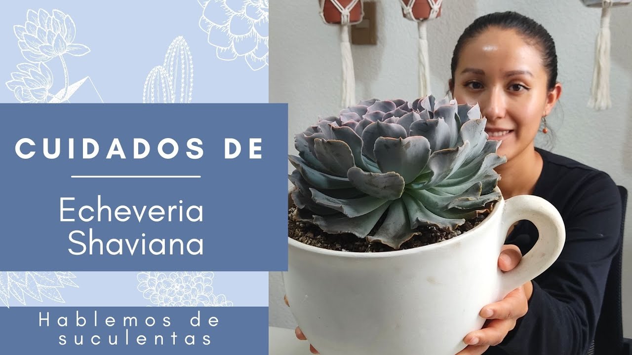 Cuidados de Echeveria Shaviana | Hablando de suculentas