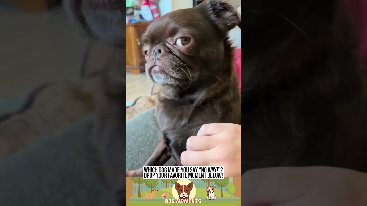 I Wasn&rsquo;t Ready for This Level of Dog Chaos 🐶💥
