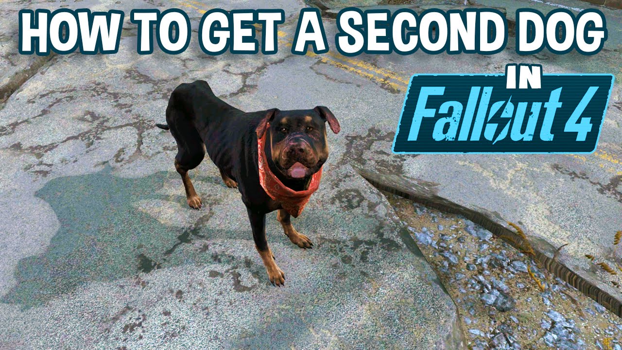 How to Get a Second Dog in Fallout 4 | Your New Junkyard Dog