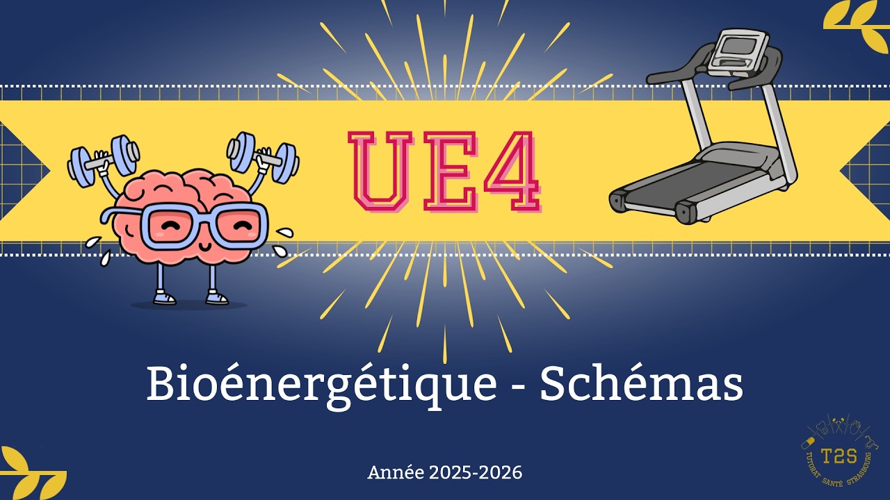 UE4 - Bioénergétique - Les schémas