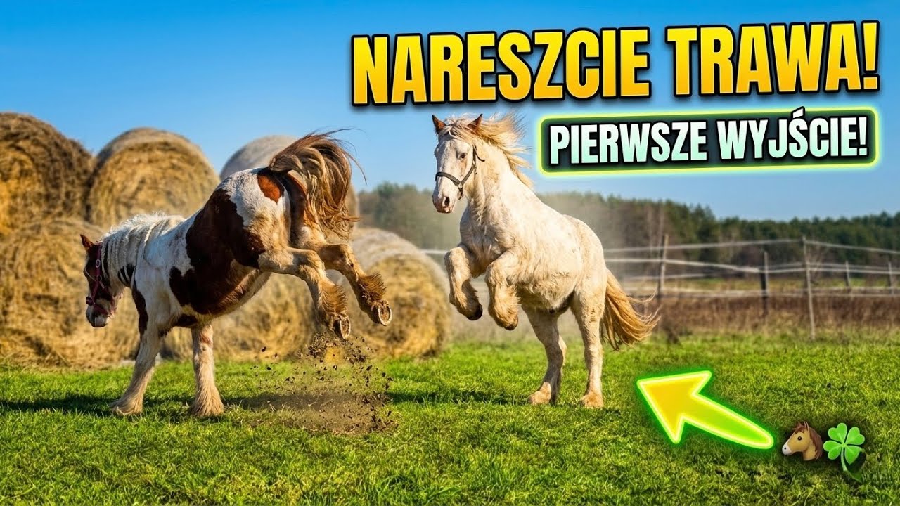 NIE MOGŁY SIĘ OPANOWAĆ! Szalony dzień na pastwisku🌸 #Vlog 