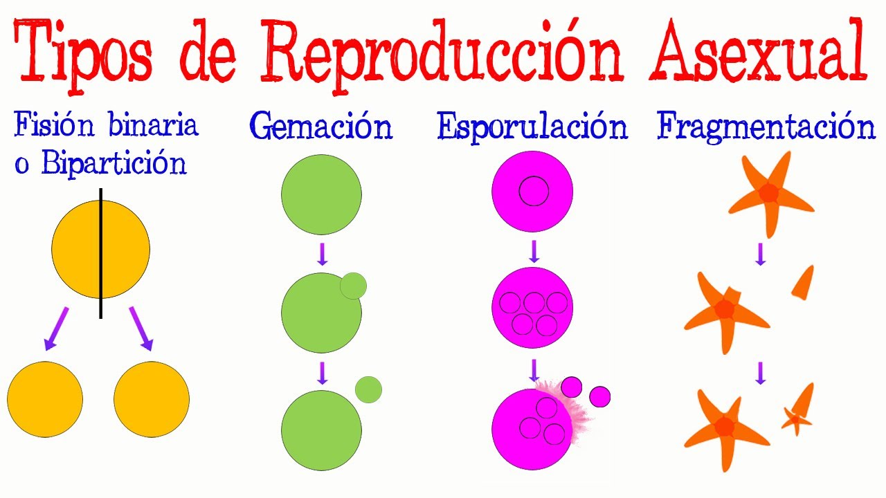 🌟Tipos de Reproducción Asexual 🌿 [Fácil y Rápido] | BIOLOGÍA |
