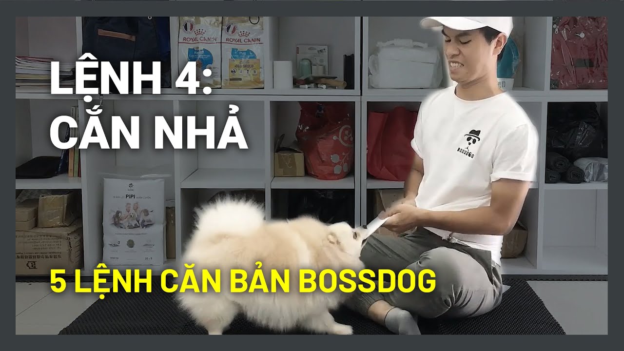 Huấn luyện chó cơ bản BossDog | Lệnh 4: Cắn - Nhả | Không cắn bậy (tay, quần áo, đồ dùng..)