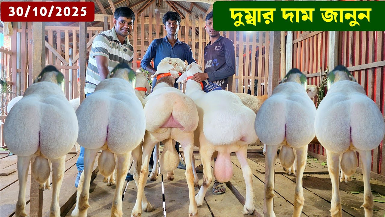 হান্নান ভাই এর দুম্বার খামার থেকে ছোট বড় দুম্বার দাম জানুন Dumba Sheep 