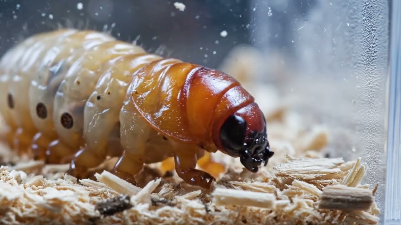 Wild Worms: How to Catch and Cultivate for Sustainable Food